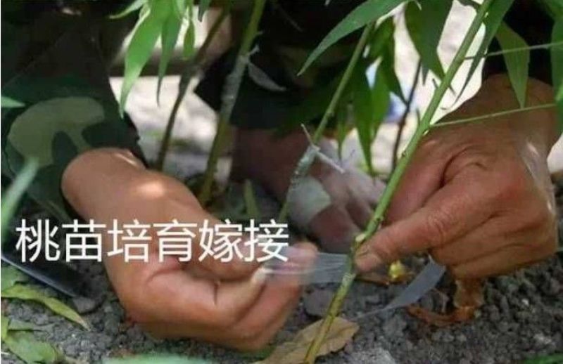 黄桃苗，山东黄桃苗，中秋黄金蜜桃树苗优质嫁接黄桃树苗