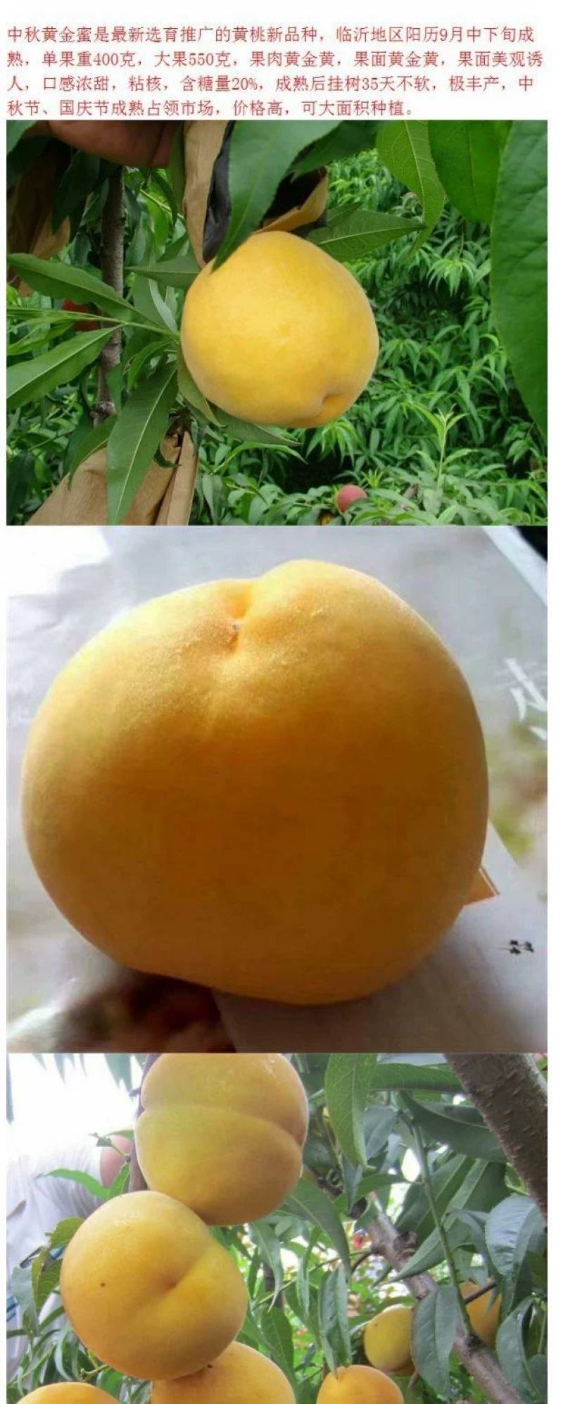 黄桃苗，山东黄桃苗，中秋黄金蜜桃树苗优质嫁接黄桃树苗