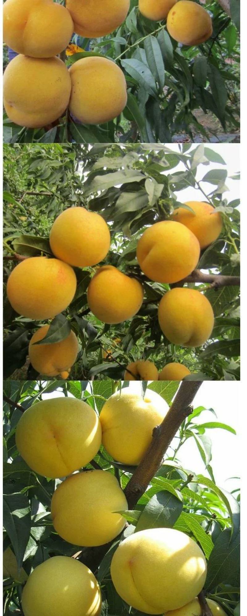 黄桃苗，山东黄桃苗，中秋黄金蜜桃树苗优质嫁接黄桃树苗