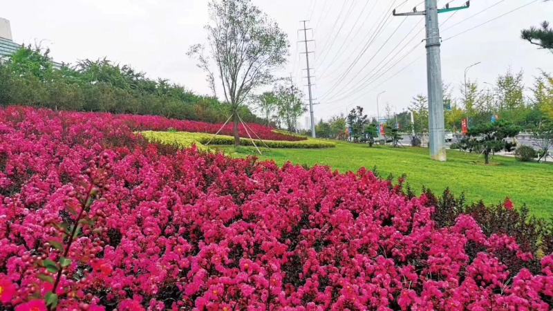 红花紫薇苗苗圃直销美国红火箭红火球百日红编织花篮专用苗