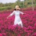 红花紫薇苗苗圃直销美国红火箭红火球百日红编织花篮专用苗