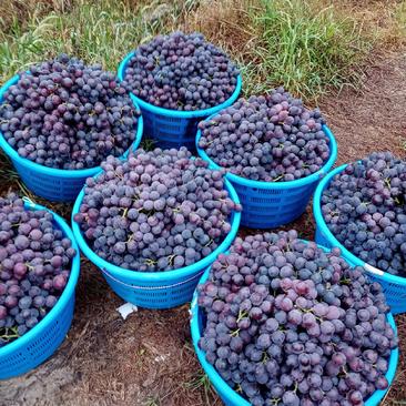 福建精品巨峰葡萄大量上市产地直销价格实惠对接全国商超