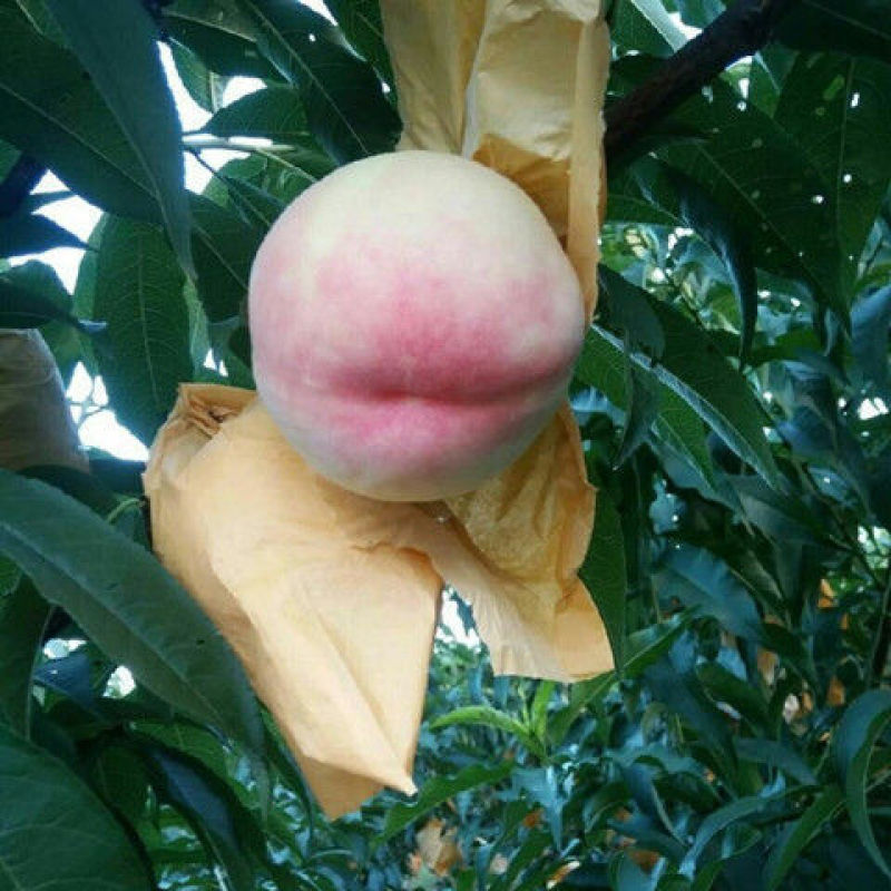 水蜜桃树苗优质嫁接桃树苗甜蜜多汁适合各地种植