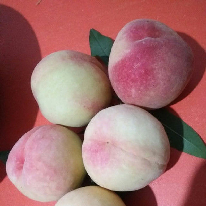 水蜜桃树苗优质嫁接桃树苗甜蜜多汁适合各地种植