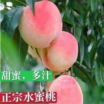 水蜜桃树苗优质嫁接桃树苗甜蜜多汁适合各地种植