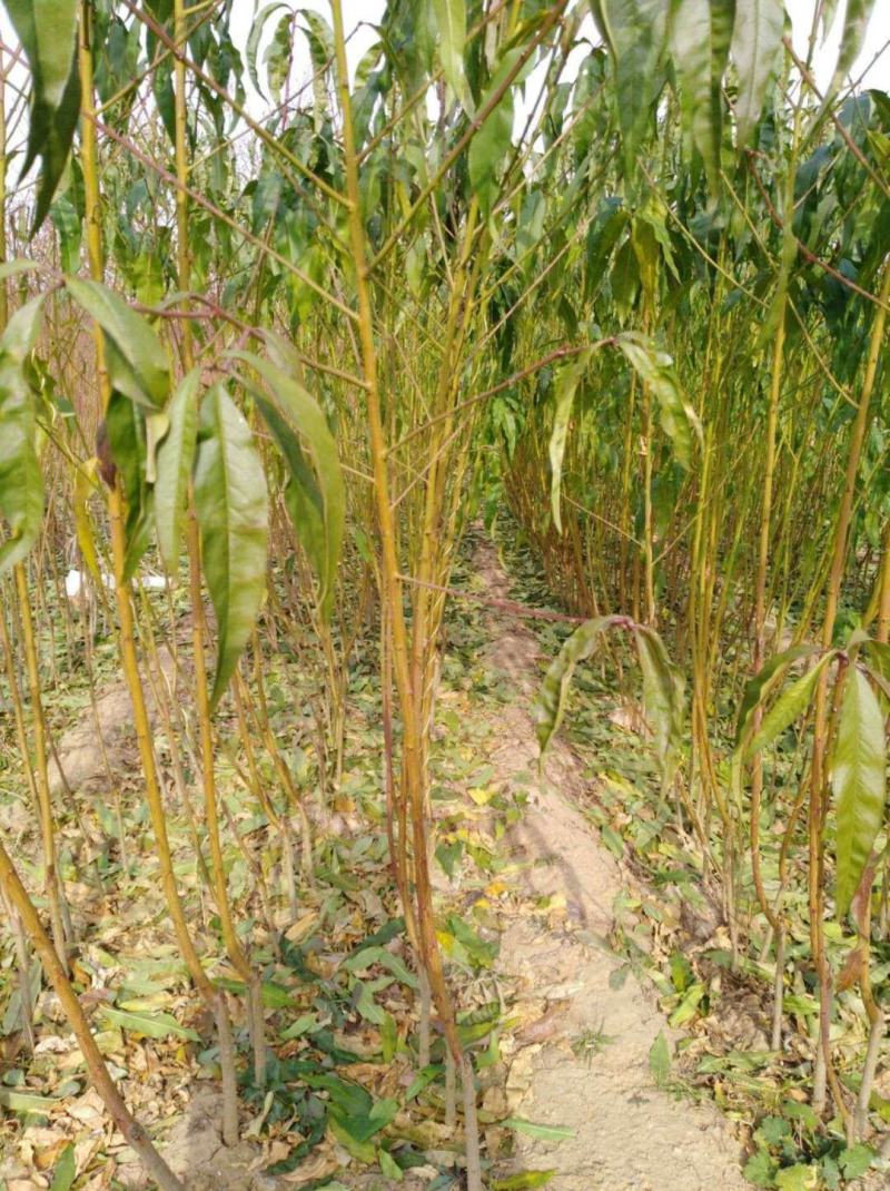 水蜜桃树苗优质嫁接桃树苗甜蜜多汁适合各地种植