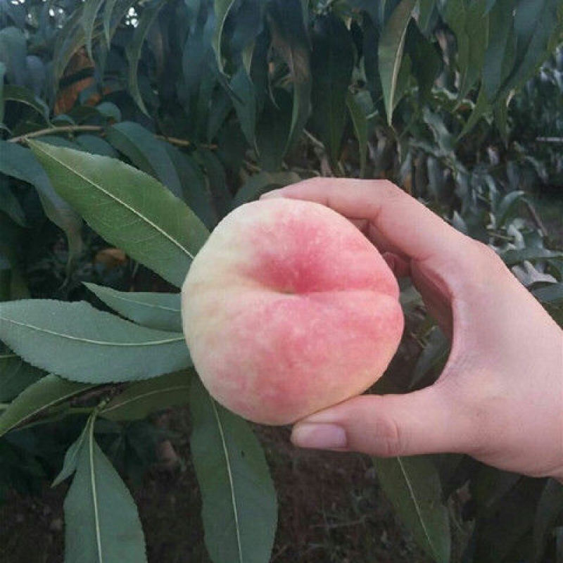 水蜜桃树苗优质嫁接桃树苗甜蜜多汁适合各地种植