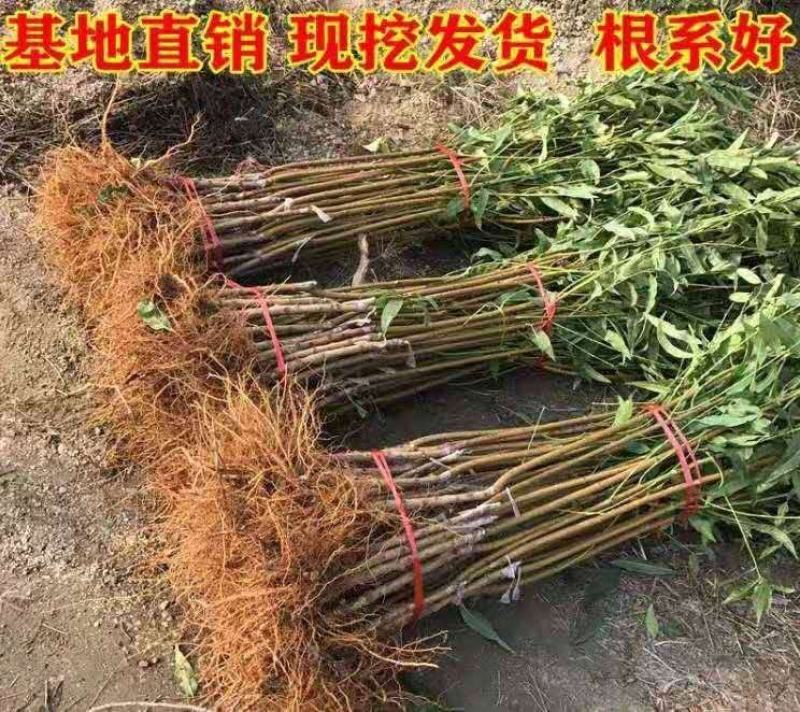 水蜜桃树苗优质嫁接桃树苗甜蜜多汁适合各地种植