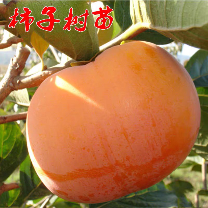 无核磨盘柿子嫁接苗摘下即食不发涩包纯正包结果