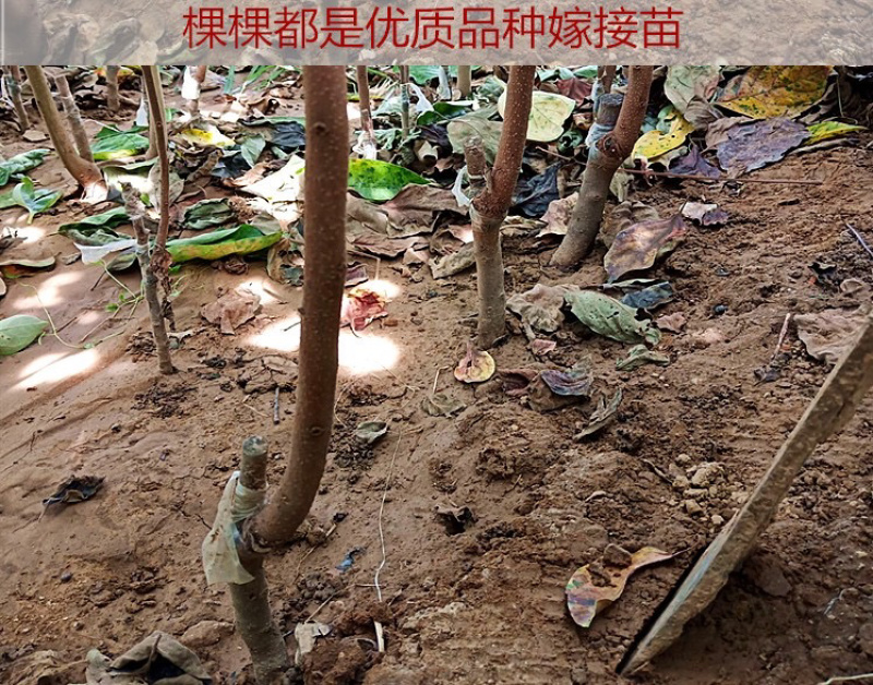 无核磨盘柿子嫁接苗摘下即食不发涩包纯正包结果