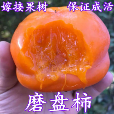 无核磨盘柿子嫁接苗摘下即食不发涩包纯正包结果