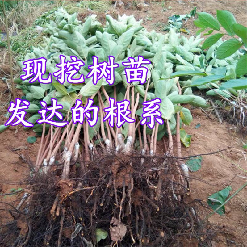 无核磨盘柿子嫁接苗摘下即食不发涩包纯正包结果