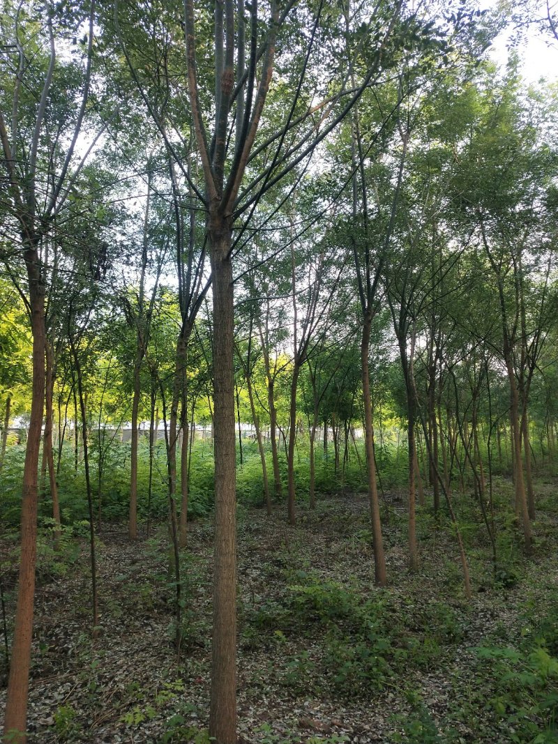 国槐。两年年茂，原生冠。多年冠