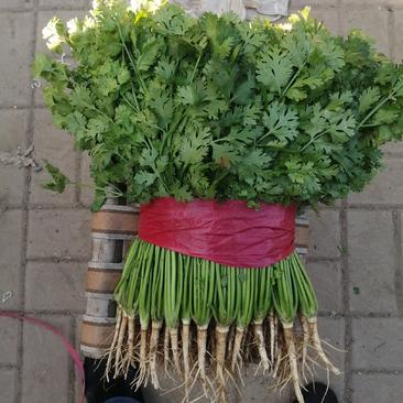 中叶铁杆青香菜25一30，30一45厘米，中，粗棵都有