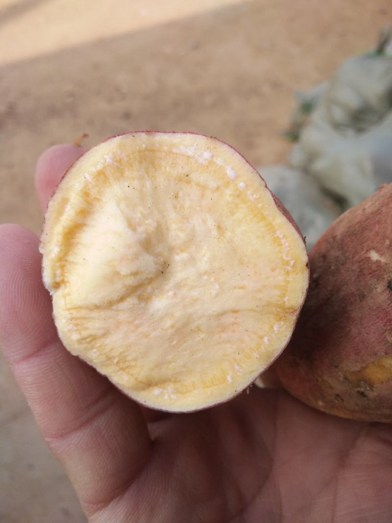【有好货】莒南济薯26黄心3两以上加工薯大量供应产地直发