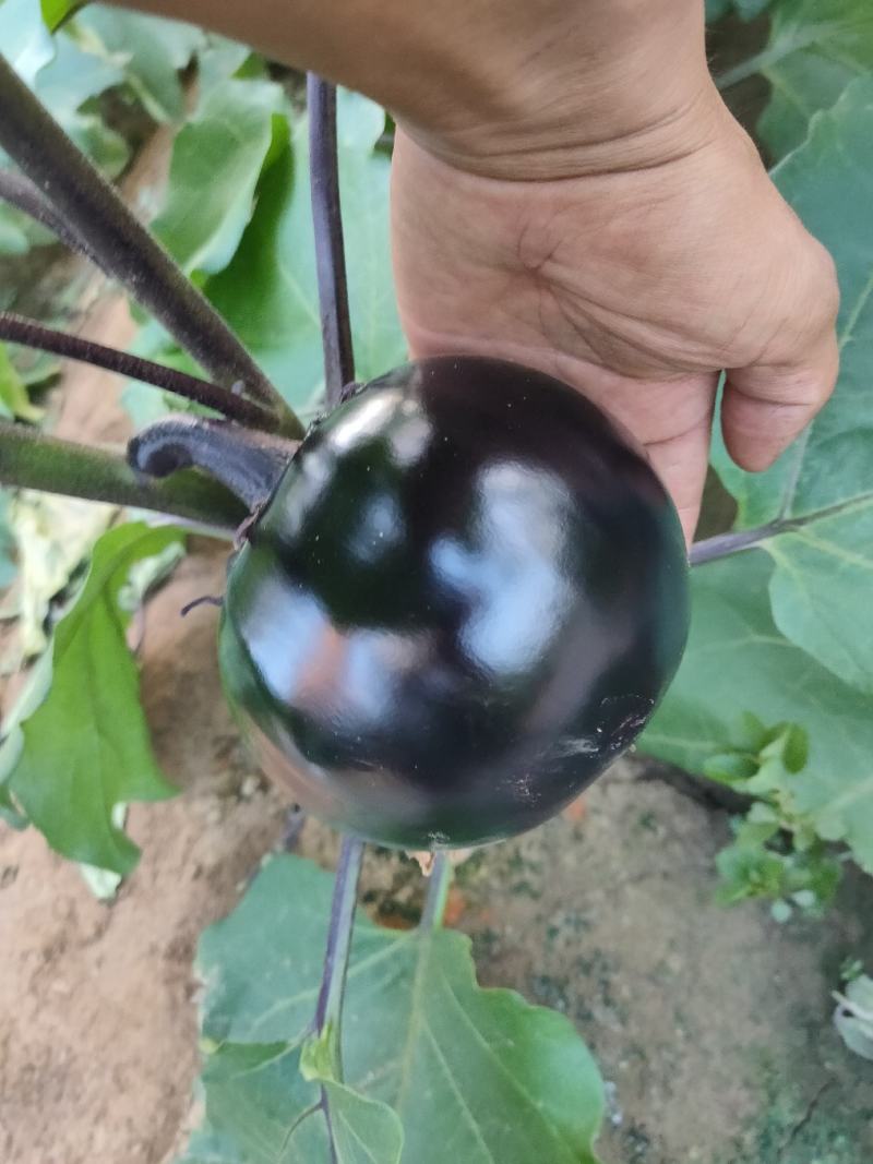 河北饶阳，精品大棚圆茄，黑又亮，质量不错