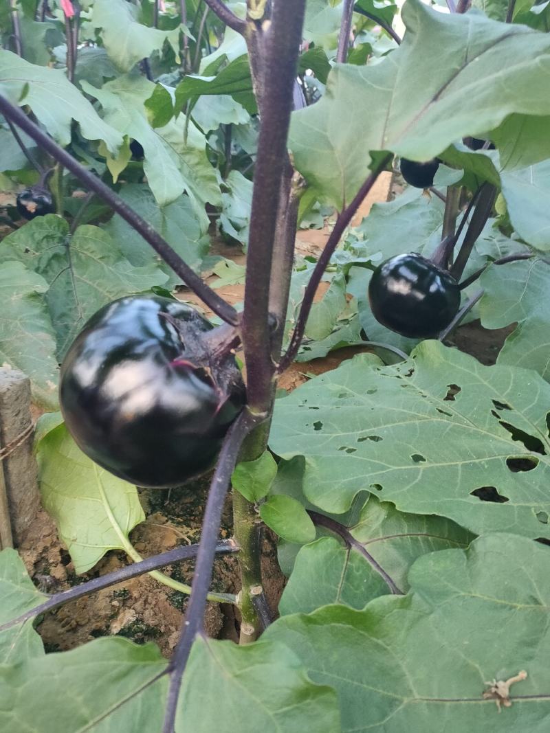 河北饶阳，精品大棚圆茄，黑又亮，质量不错