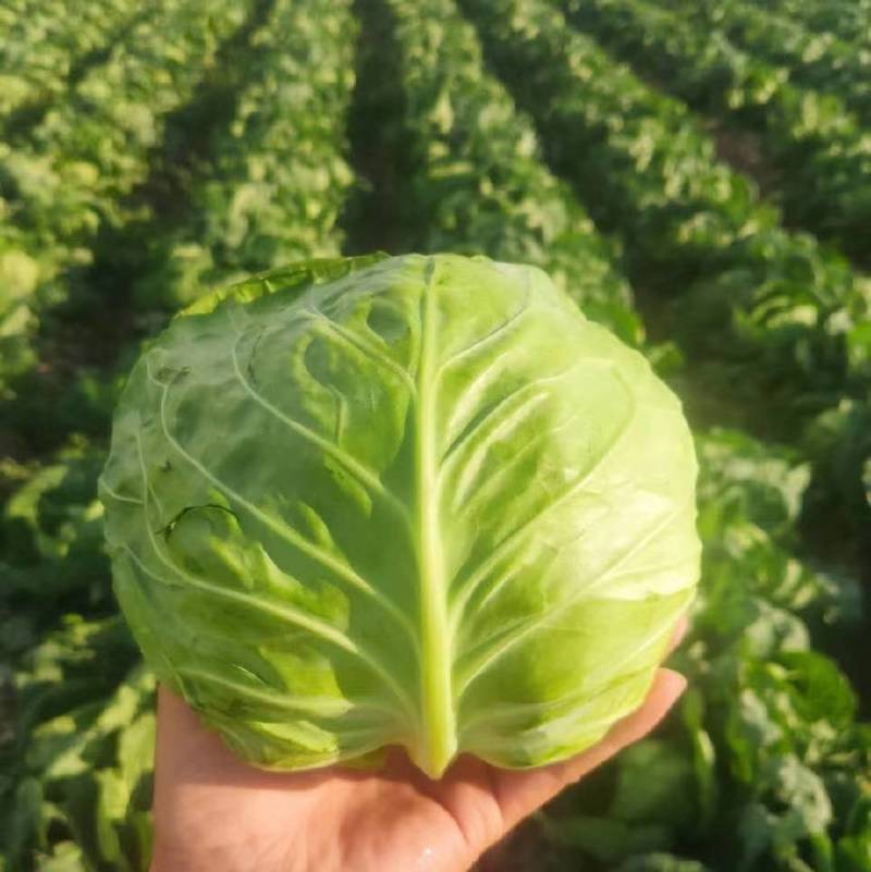河北甘蓝圆包菜颜色鲜绿菜宣产地直发保质保量！