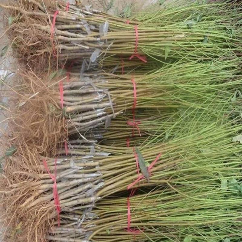 美国红蟠桃树苗优质嫁接红蟠桃树苗品种齐全量大从优