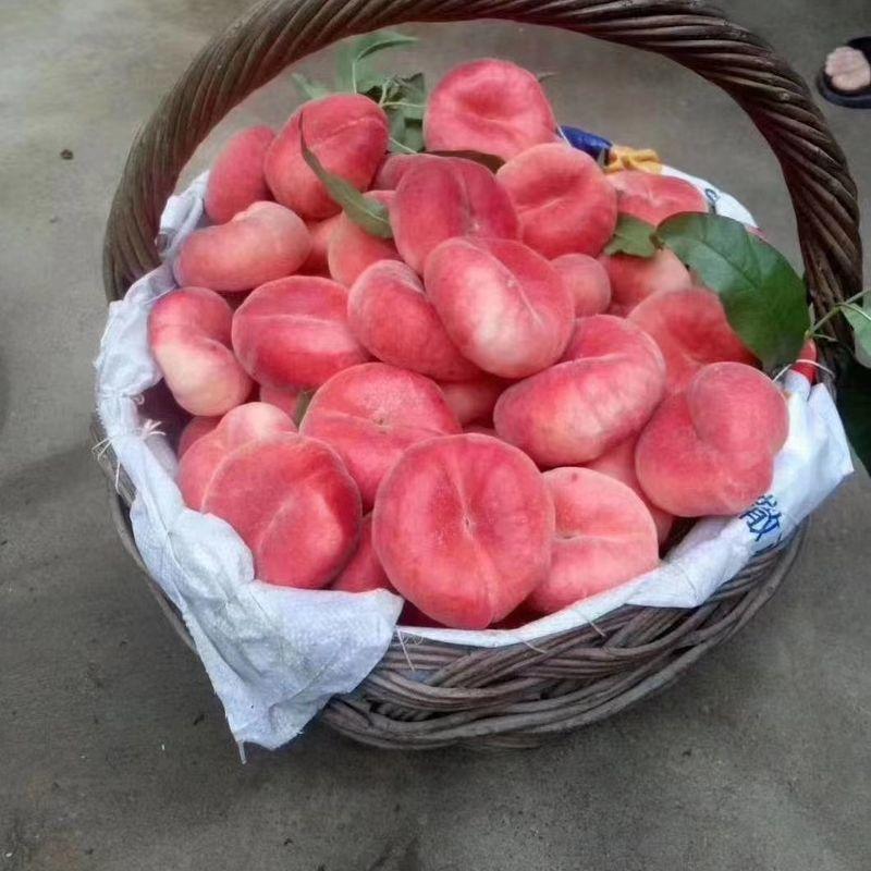 美国红蟠桃树苗优质嫁接红蟠桃树苗品种齐全量大从优