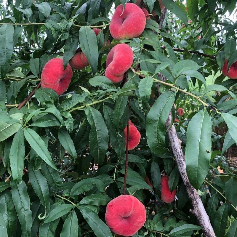 美国红蟠桃树苗优质嫁接红蟠桃树苗品种齐全量大从优