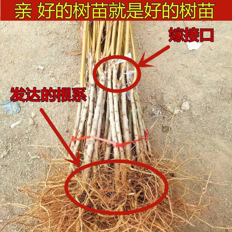 美国红蟠桃树苗优质嫁接红蟠桃树苗品种齐全量大从优