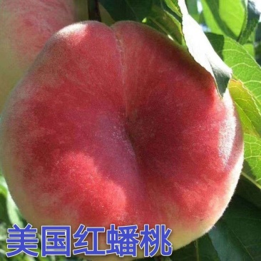 美国红蟠桃树苗优质嫁接红蟠桃树苗品种齐全量大从优