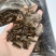 跑江湖地摊货源，多味香瓜子，火爆热卖现货供应