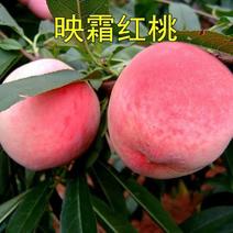 映霜红桃树苗优质嫁接桃树苗品种齐全量大从优