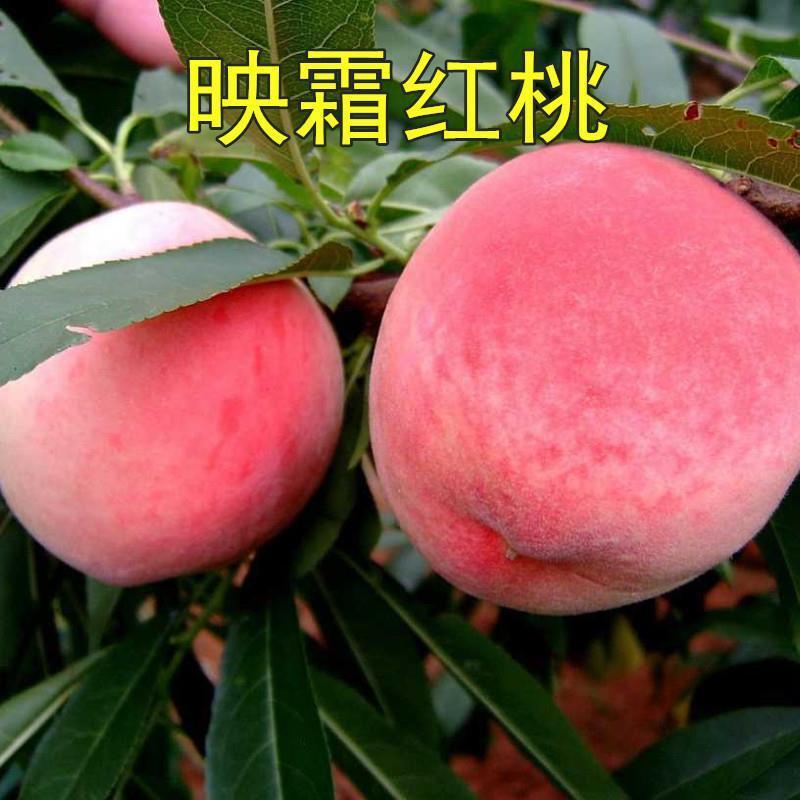 映霜红桃树苗优质嫁接桃树苗品种齐全量大从优