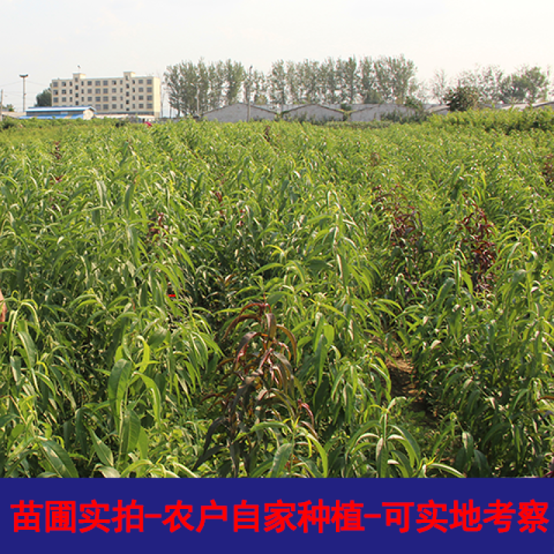 映霜红桃树苗优质嫁接桃树苗品种齐全量大从优