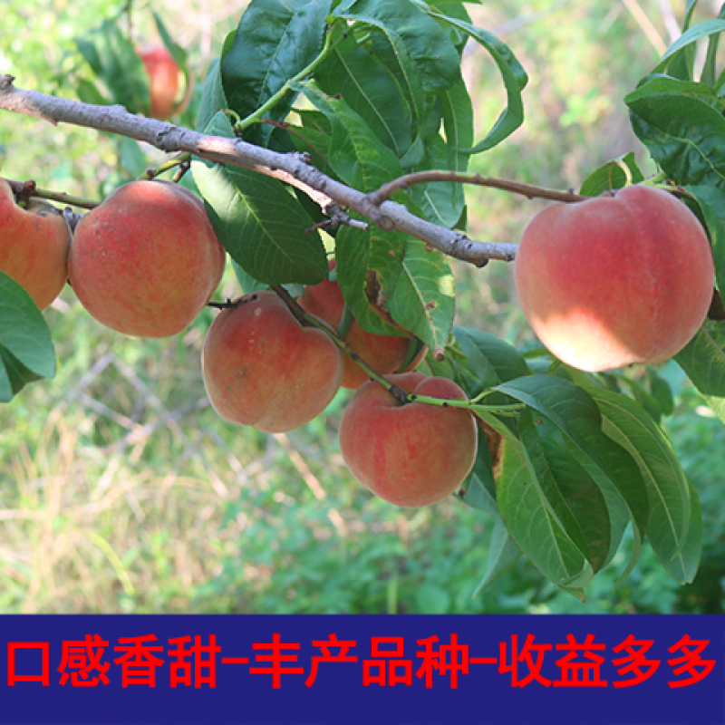 映霜红桃树苗优质嫁接桃树苗品种齐全量大从优