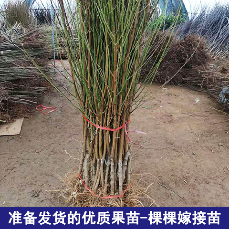 映霜红桃树苗优质嫁接桃树苗品种齐全量大从优