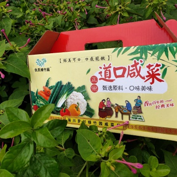 【黄瓜泡菜】正宗道口咸菜厂家，绿竹园
