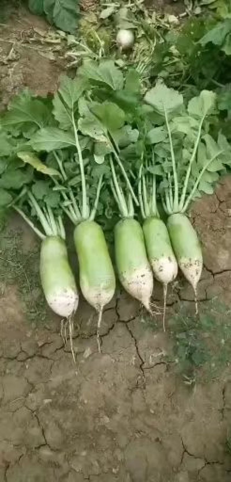 农场主质量好，大量有货上市有需要联系。货源充足