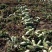 农场主质量好，大量有货上市有需要联系。货源充足