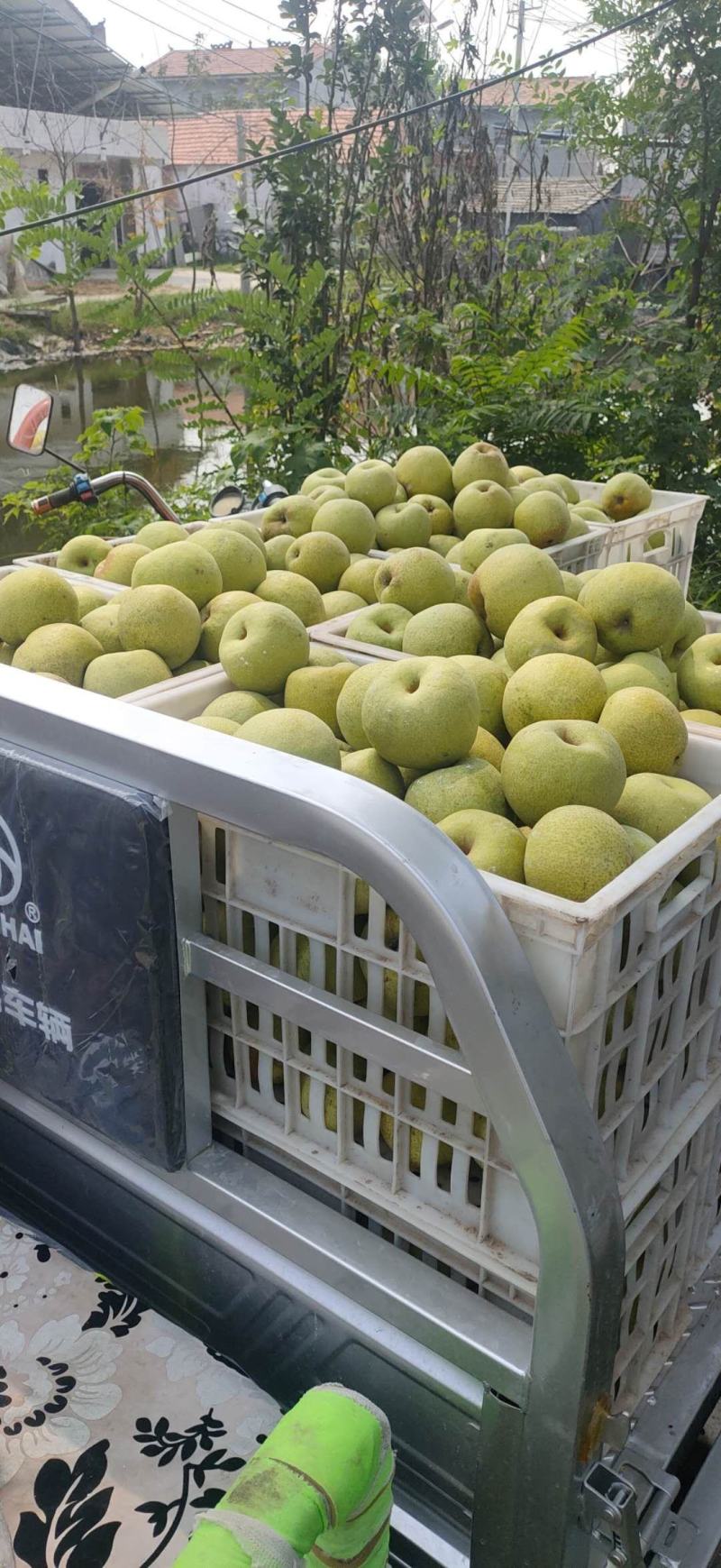 【现采现摘】精品梨产地货源世界梨都可视频看货
