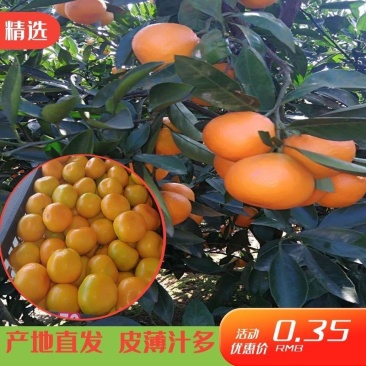 温州柑桔,优质温州蜜橘5.5~6cm精品蜜橘,欢迎选购