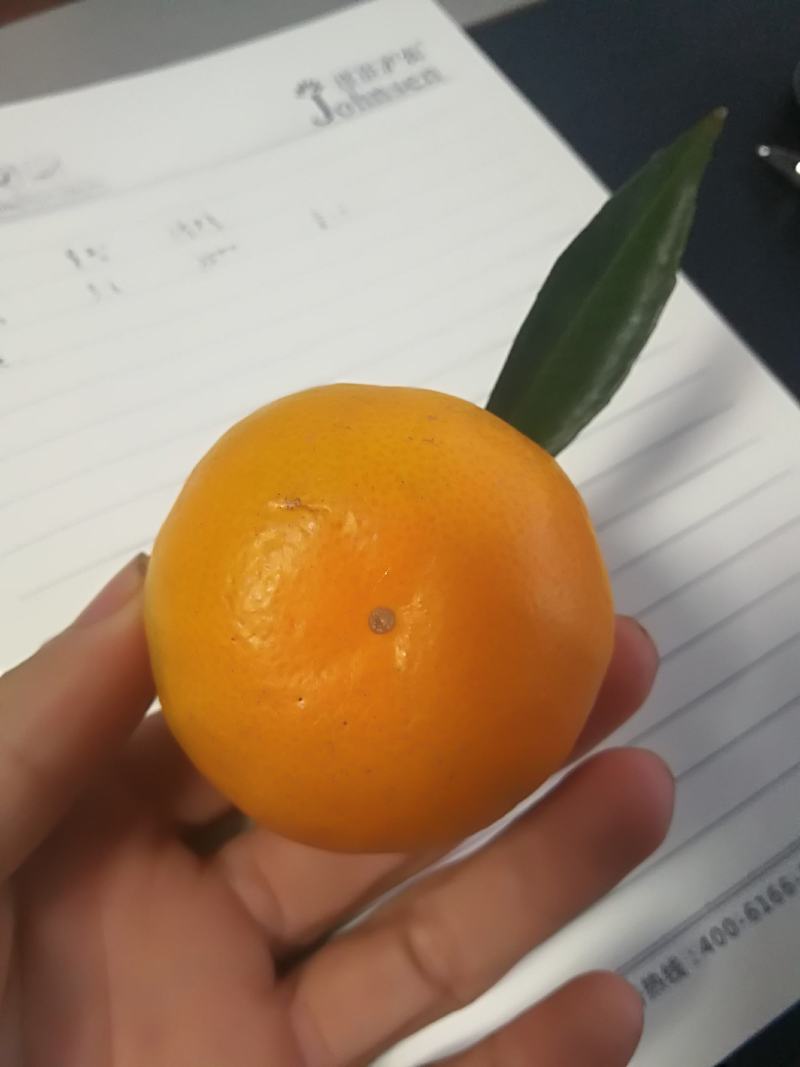 湖南柑桔，特早蜜桔，国庆蜜橘5.5~6cm精品蜜橘