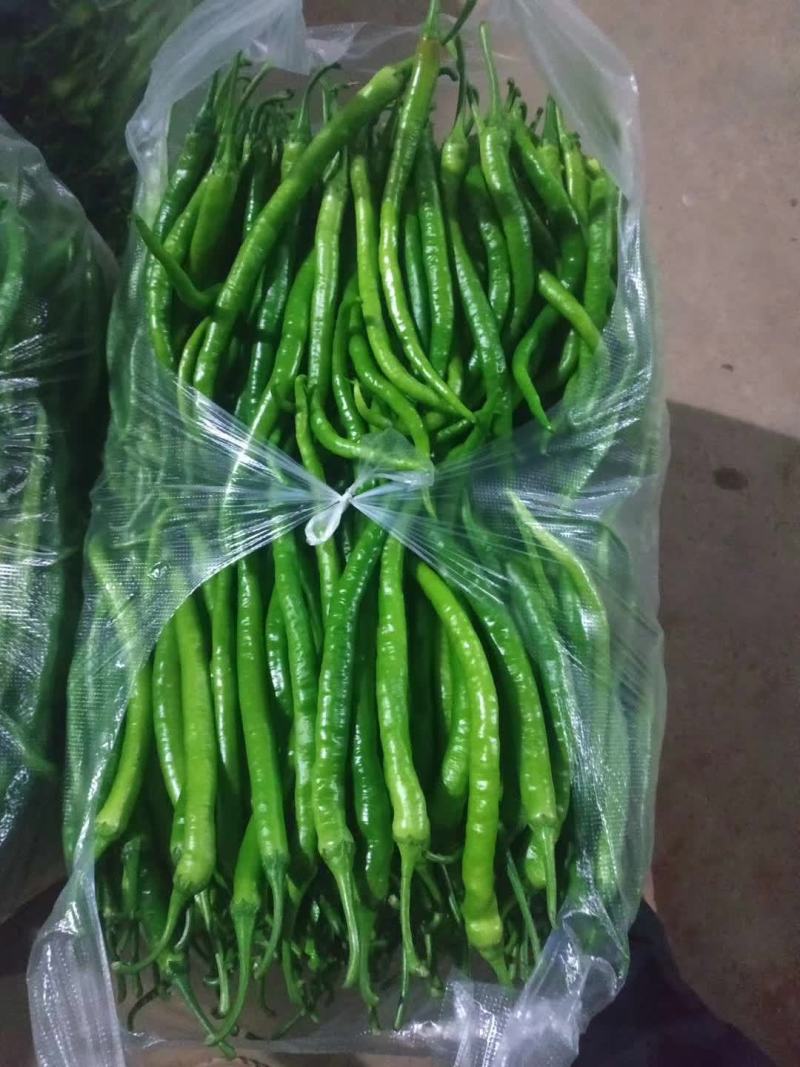 云南精品蔬菜拼车发货服务水果玉米四季豆叶子菜