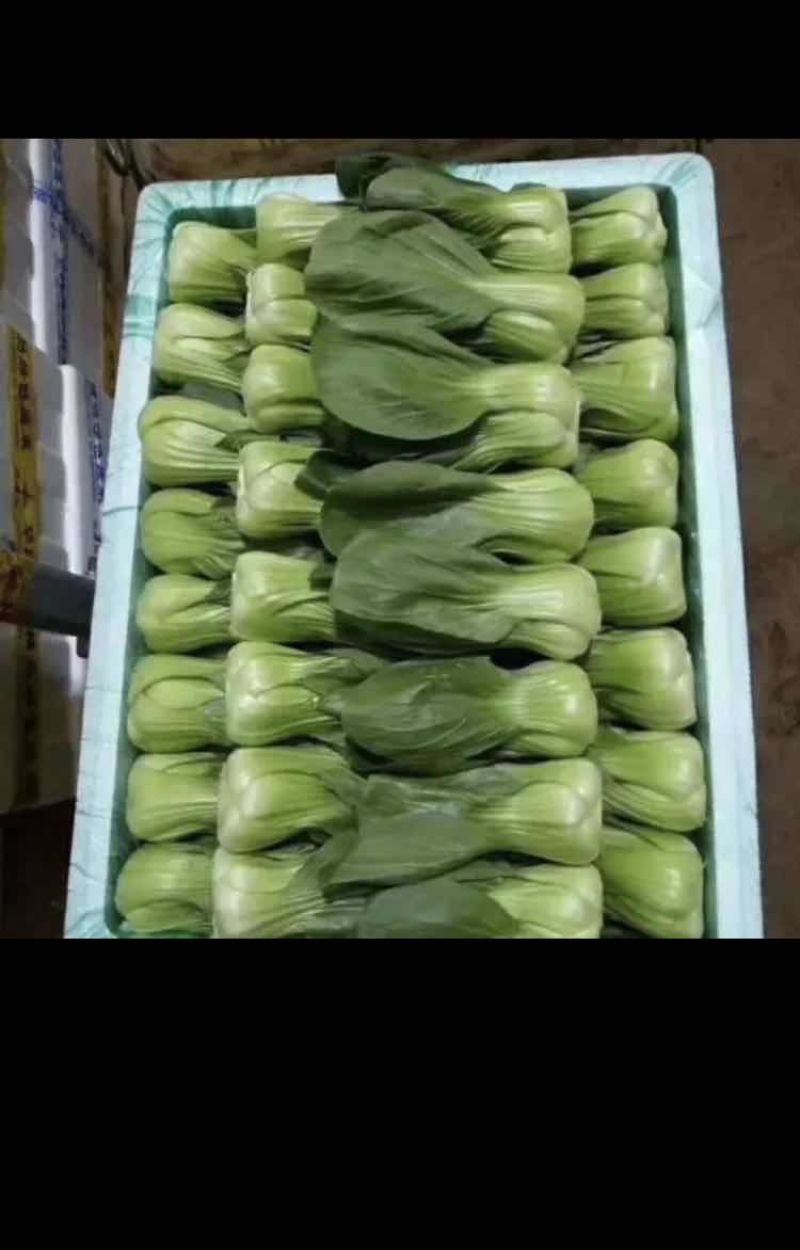 云南精品蔬菜拼车发货服务水果玉米四季豆叶子菜