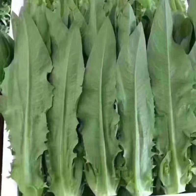 云南精品蔬菜拼车发货服务水果玉米四季豆叶子菜