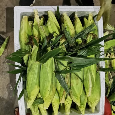 云南精品蔬菜拼车发货服务水果玉米四季豆叶子菜