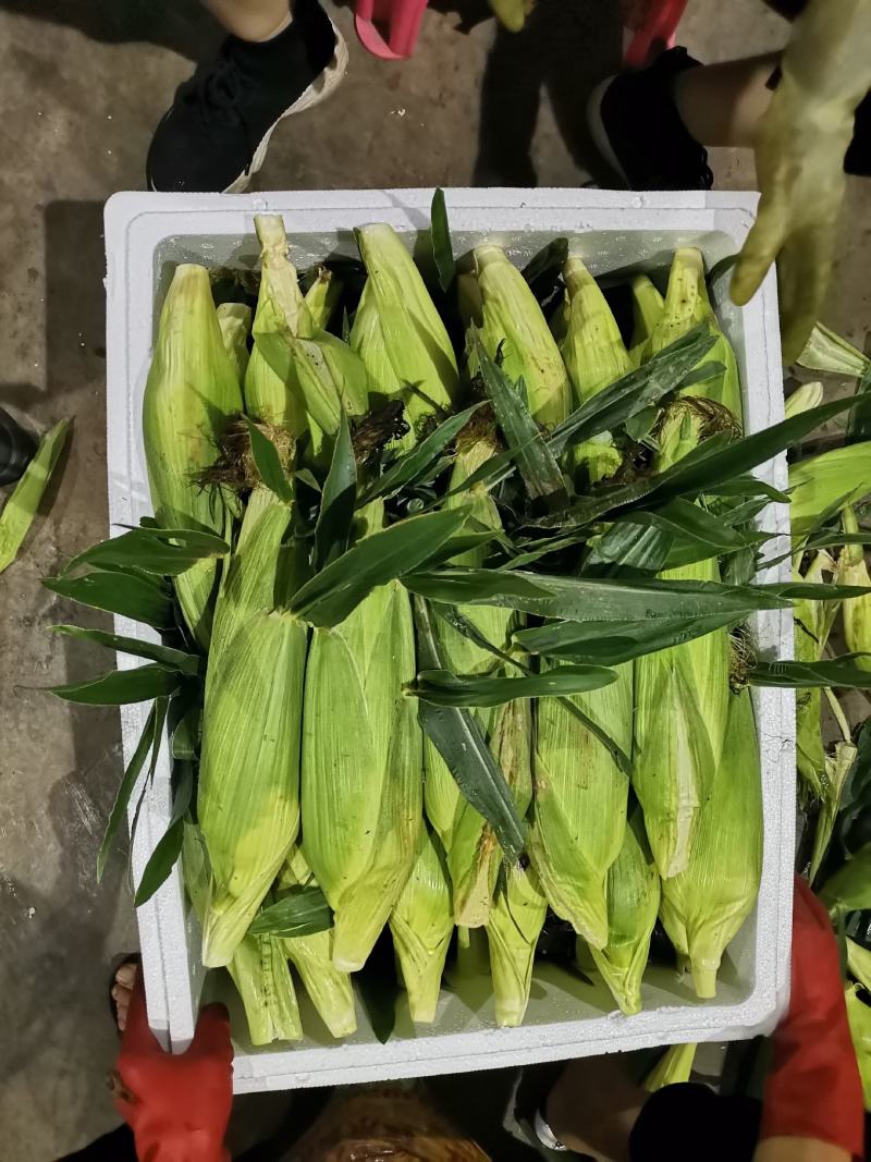云南精品蔬菜拼车发货服务水果玉米四季豆叶子菜
