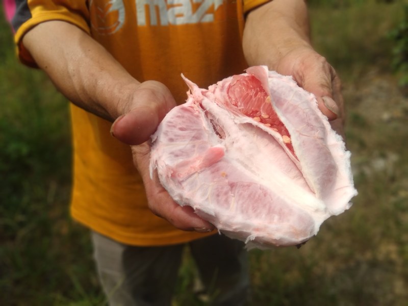 【有优惠】金秀三红蜜柚精品柚子口感香甜多汁欢迎采购
