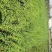 河北定州药用华北连翘小苗园林绿化苗木树苗连翘苗籽播药材苗