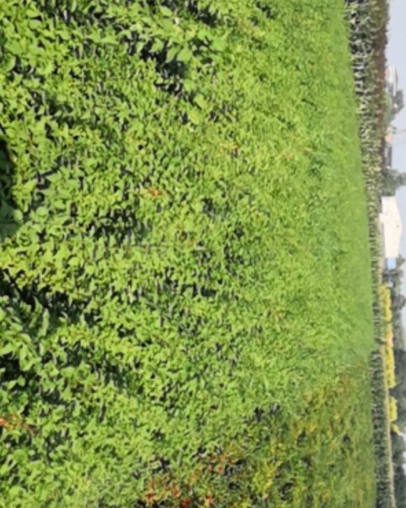河北定州药用华北连翘小苗园林绿化苗木树苗连翘苗籽播药材苗