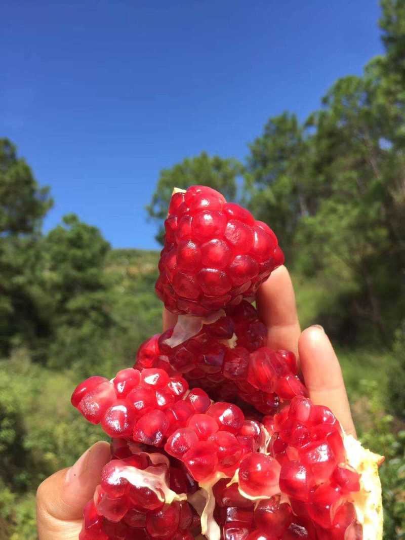 突尼斯软籽石榴6枚大果单果400g起礼盒装