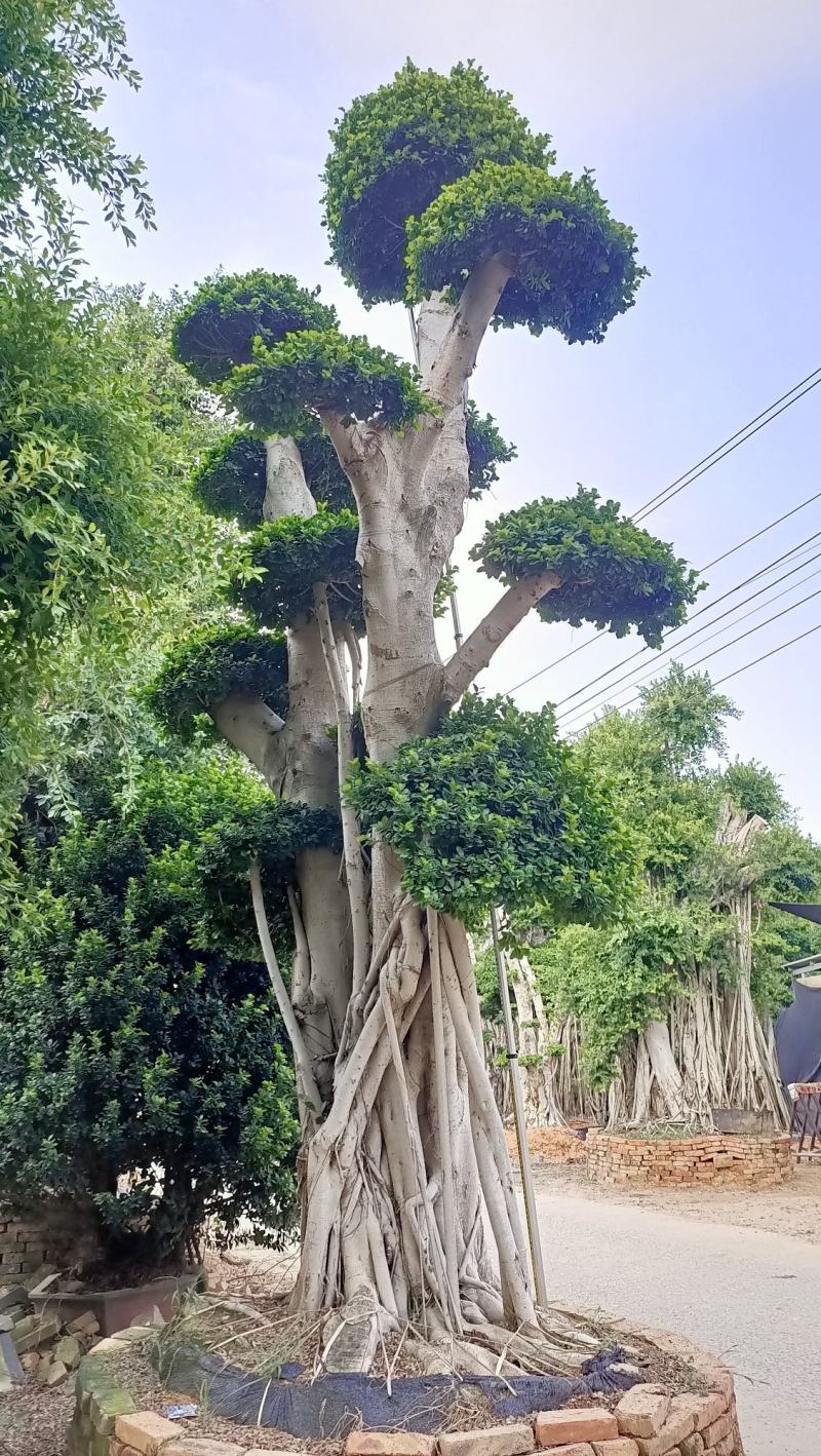 嫁接造型榕树桩景，榕树桩头，造型金钱榕树桩景
