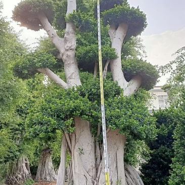 嫁接造型榕树桩景，榕树桩头，造型金钱榕树桩景